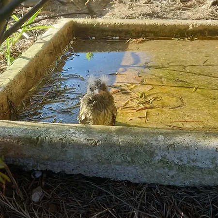 Monte Da Sacha,privacidade,jacuzzi E Casa vacanze